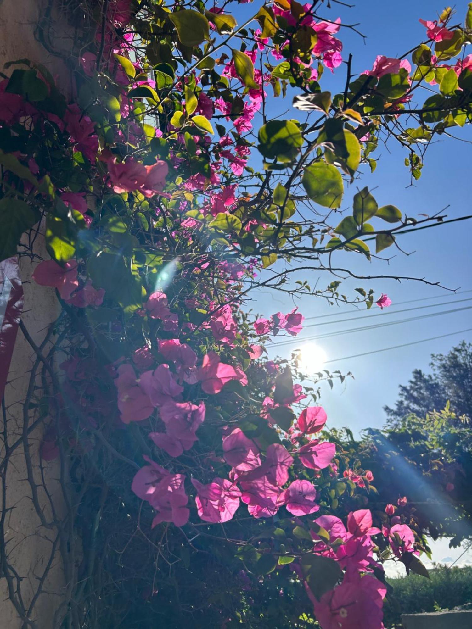 Hotel Auberge Provencale Saint-Raphael  Bagian luar foto